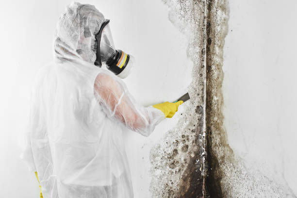 Best Mold Removal Near Me  in Brooktrails, CA
