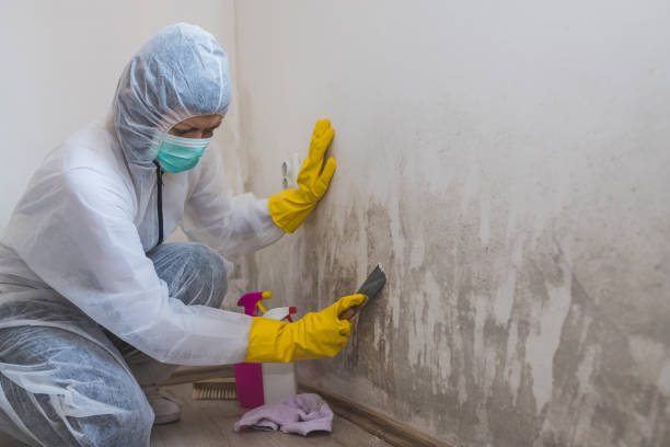 Best Emergency Mold Removal  in Brooktrails, CA