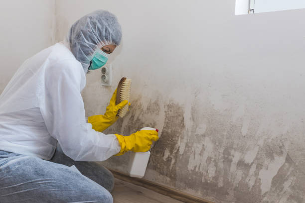 Best Attic Mold Removal  in Brooktrails, CA