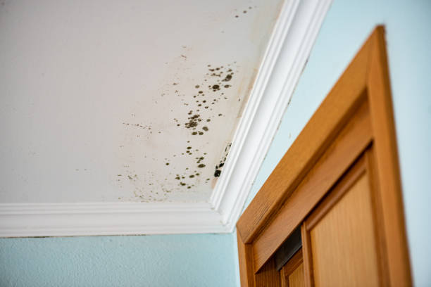 Best Toxic Mold Removal  in Brooktrails, CA