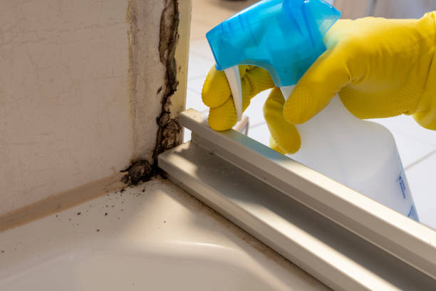 Best Black Mold Removal  in Brooktrails, CA