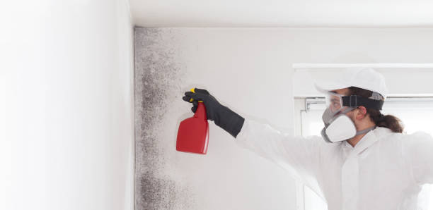 Best Office Mold Removal Services  in Brooktrails, CA