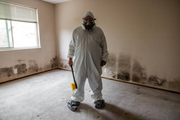 Trusted Brooktrails, CA Mold Removal Experts