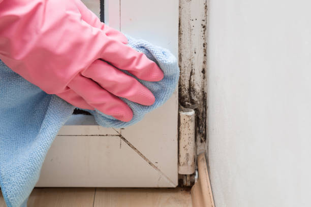 Best Affordable Mold Removal  in Brooktrails, CA